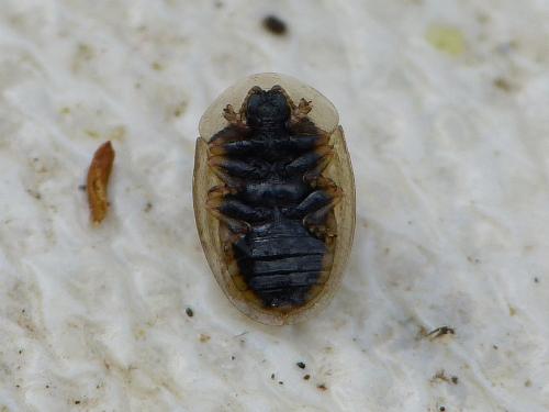 Cassida nobilis